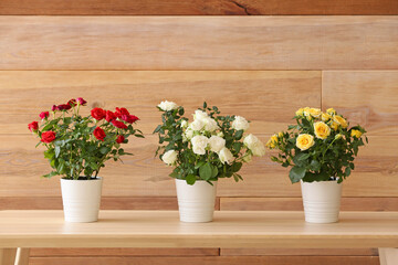 Beautiful roses in pots on table near wooden wall
