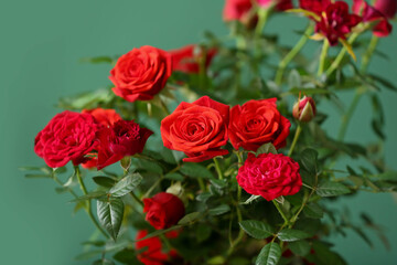 Beautiful red rose in pot near color wall, closeup