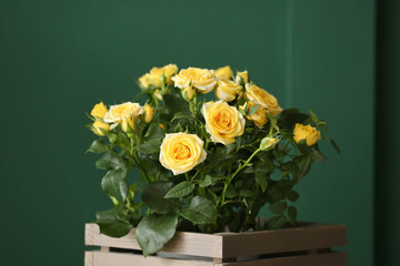 Beautiful yellow rose in pot near color wall
