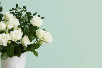Beautiful white rose in pot near color wall