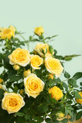Beautiful yellow rose near color wall, closeup