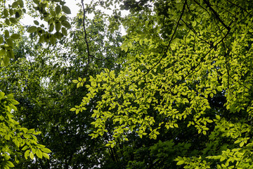 Green leaves of trees in the rays of the sun.