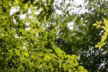 Fototapeta na wymiar Green leaves of trees in the rays of the sun.