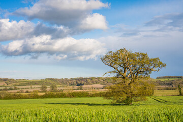 Fototapeta na wymiar Lone tree on green meadow under bright blue sky, Spring season in England
