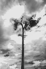 A dead tree is a black and white image with a sky background and heart-shaped clouds.