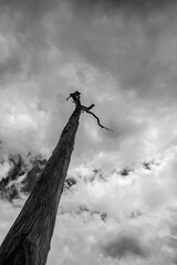 Black and white image of a dead tree with sky and cloud background.