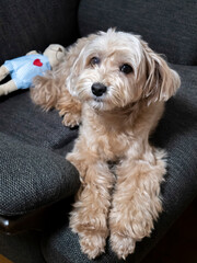 ソファーからじっと見つめるかわいいアプリコットの小型犬【マルプー】