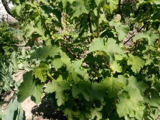 Beautiful bright agricultural background with growing fresh currants in green foliage in the yard of a rural farm. 