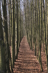 Fototapeta premium path in the forest