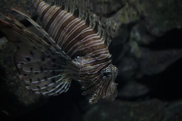 scary pterois volitans fish close up