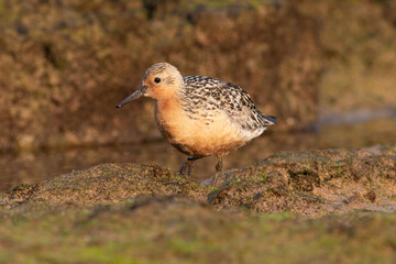 Red knot photographed with the light of the golden hour on the beach