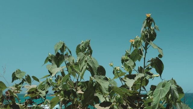 Abutilon grandifolium, the hairy Indian mallow. Makapuu Beach Park, Oahu, Hawaii.

