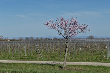 Kleiner blühender Mandelbaum an Feldweg vor Weinberg im Frühling