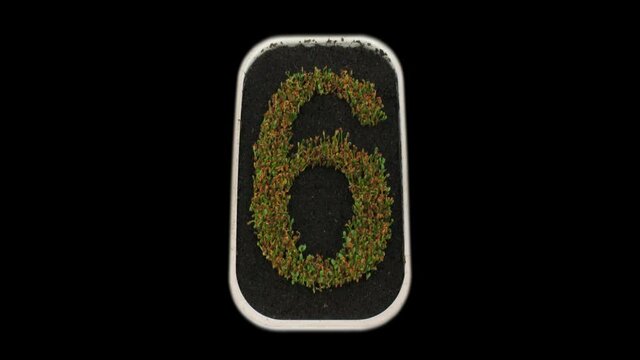 Time-lapse of growing number 6 from seeds to leaves 2x3 in PNG+ format with ALPHA transparency channel isolated on black background
