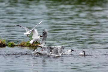 Bevy of seagulls splash in the water of the lake.