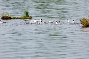 Flock of seagulls swimming in the pond.