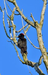 Schwarzspecht (Dryocopus martius)