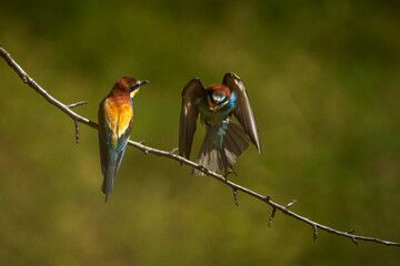 a snack is approaching - Ein Snack im Anflug