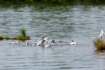 Ornis of sea gulls row in the water.