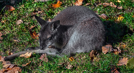 Young Bennett`s wallaby on the lawn. Latin name - Macropus rufogriseus © Mikhail Blajenov