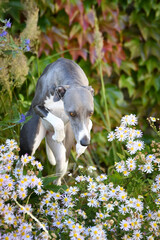 Whippet is sitting in flowers. He is so cute dog.