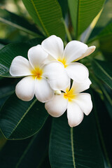 Fototapeta premium White frangipani flowers, large, green leaves, look beautiful.