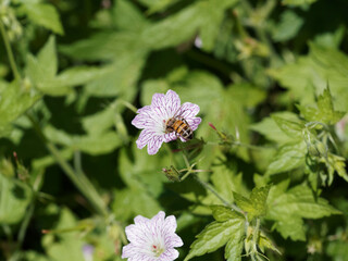 (Geranium versicolor) Petite fleur tubulaire blanche de géranium strié ou bigarré visitée par...