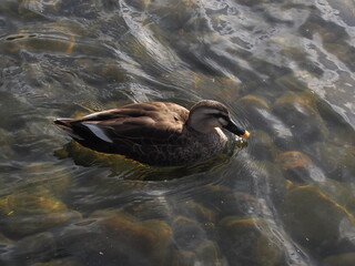 泳ぐカモ