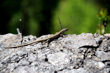 Mauereidechse auf der Festungsruine Hohentwiel