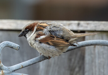Closeup of a fat sparrow standing on a rusty metal gate in a sunny garden with blurred background