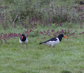 Selective focus shot of a pair of Eurasian oystercatchers picking at twigs on a field of grass