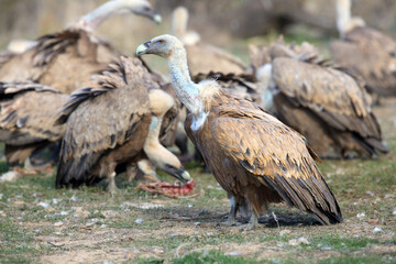 The griffon vulture (Gyps fulvus) a walking from the loot with the other vultures in the background.A large European vulture with a bare white head and a background of feeding other vultures.