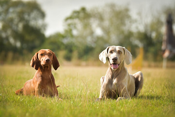 Dogs, weimaraners are lying in grass. Amazing day on czech agility competition.