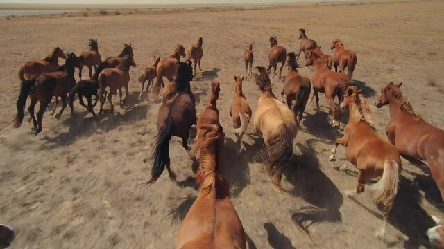 Epic aerial flight among large herd of horses galloping fast across endless dusty steppe field. Overtake strong powerful flock of equine. Horse racing. Freedom, power. Free grazing. Inspiring wildlife