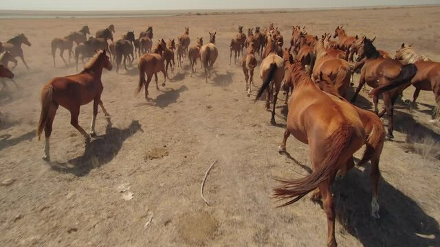 Aerial incredible first person view of running horses among herd close-up equine back mane. Emotional film about wildlife animals. Become part of strong team. Smooth endless steppe field pasture ranch