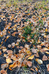 Autumn leaves on the ground, autumn background