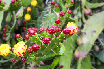 Selective focus opuntia cactus blooming at Batumi garden Georgia. Cactus flower in detail. 