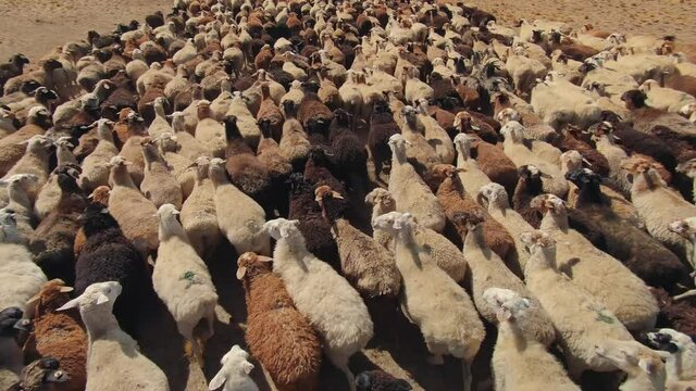 Flight above cute scared sheep a large flock of rams mutton ewe close-up jumbuck run fast. Pasture farm animal husbandry pets grazing. Be scared give in to panic, scared crowd. Woolen raw materials 