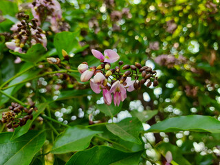 Indian Beech flowers with bright green leaves on tree branches against a blurred background