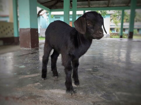 Black baby goat standing on the floor