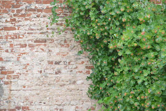 Old brick wall with liana branches. Texture, pattern, background. © Helena