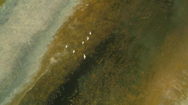 Aerial top down storks cranes pelicans shadoof large migratory birds flock fly in wedge triangle over green picturesque lake swamp. Incredible wilderness natural landscape. Migration abstract stock