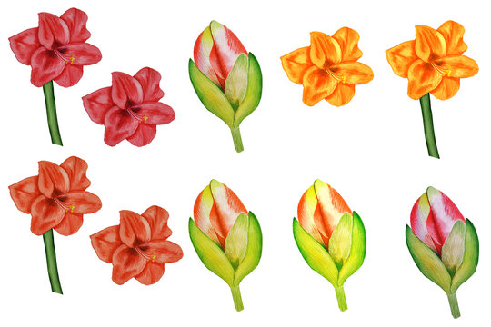 amaryllis painted red orange flowers buds elements clipart hand drawn watercolor illustration