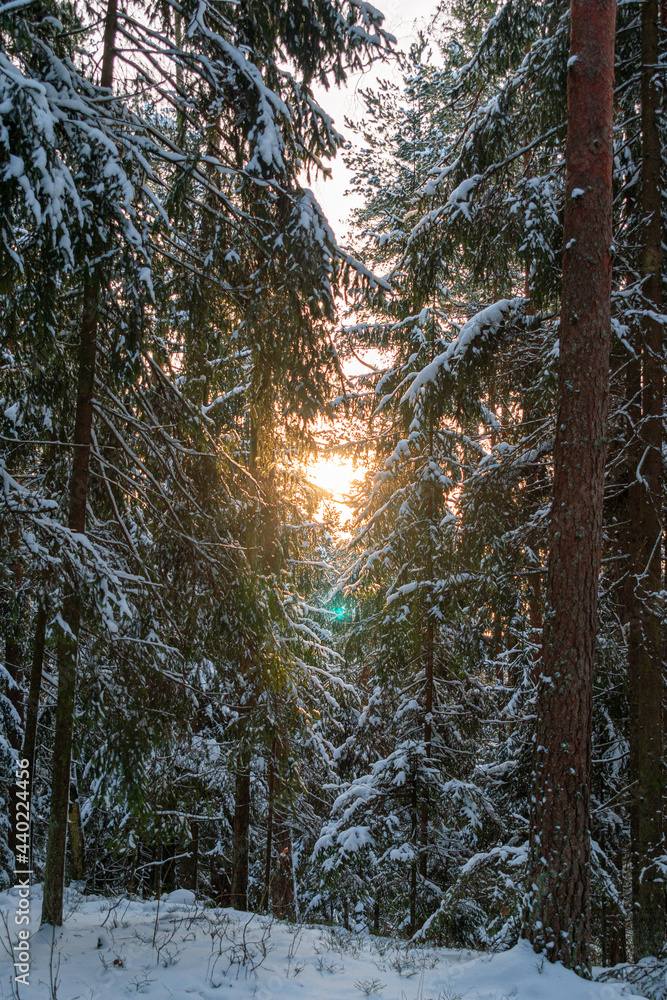 Wall mural Sunshine coming through the pine trees covered in snow. Winter wonderland during sunny day with bright sky and warm sunlight