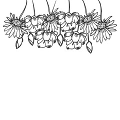 beautiful flower illustration isolated on white background. hand drawn vector. sketching with pen. elegant and fresh frame. doodle art for wallpaper, poster, greeting, invitation, postcard, coloring