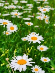 daisies in the grass