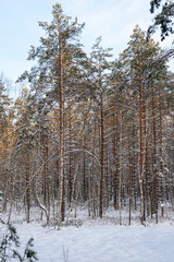 Pine trees covered in snow during sunny winter day. Winter wonderland with warm sunshine and bright sky