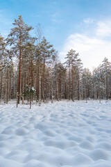 Pine tree forest in the winter wonderland. Snow waves/balls by the forest during sunny winter day with warm sunshine and blue sky