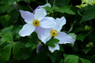 Herbst-Anemone Wild Swan