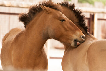 Two Przewalski horses take care of one another